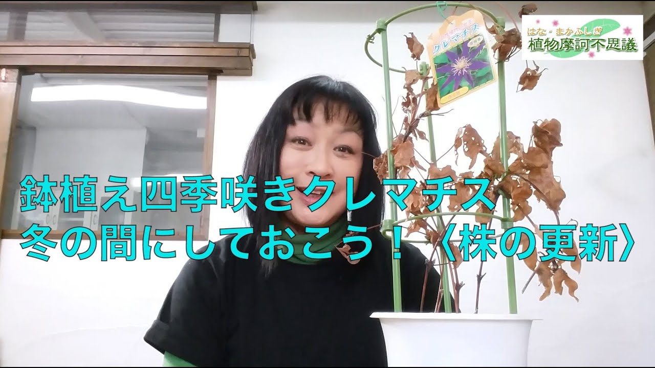 ♯90　鉢植え四季咲きクレマチス　冬の間にしておこう！～株の更新～