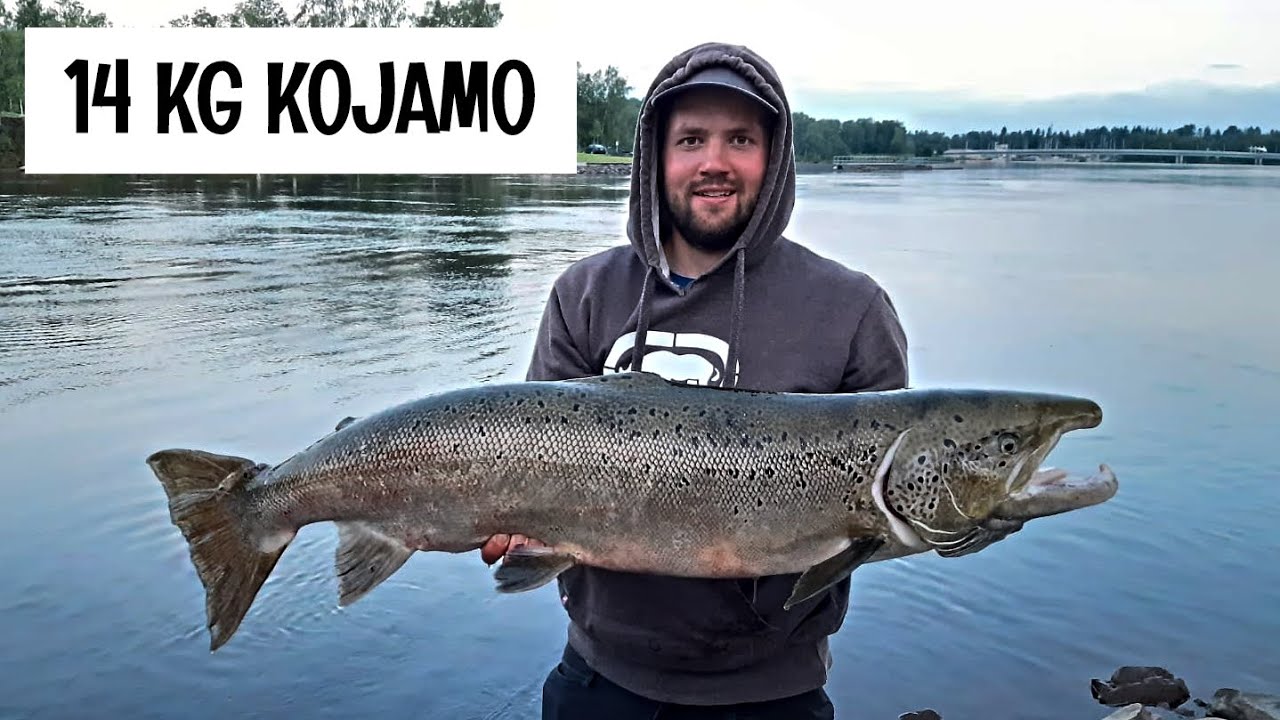 HUGE SALMON FISHING WITH MICRO SOFTBAIT - RECORD BREAKING FISH! - OULUJOKI, FINLAND - ORKA MIKROJIGI