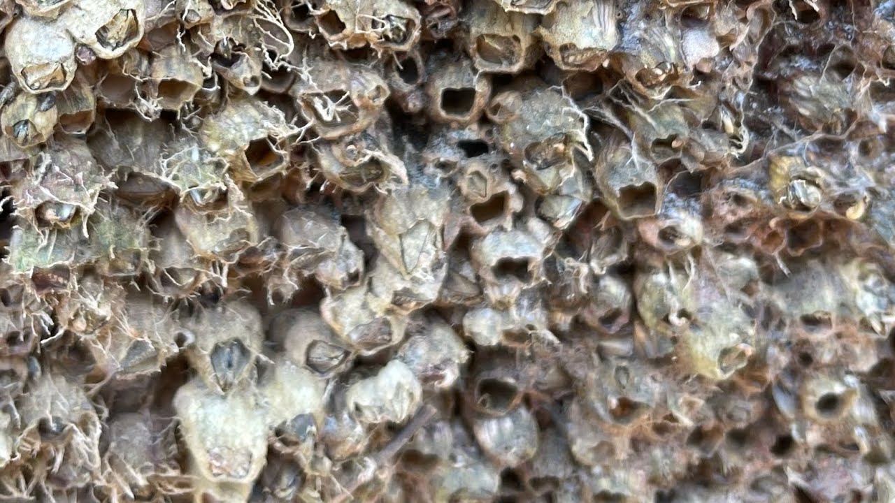 ASMR Boat Clean – Satisfying Barnacle Removal | No Talking (354)
