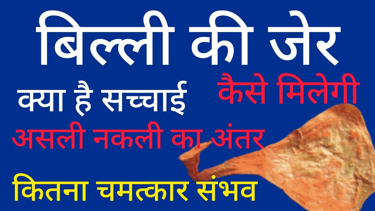 बिल्ली की जेर के प्रयोग, चमत्कार व असली नकली की पहचान