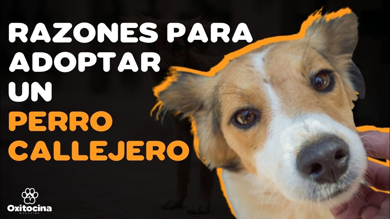 🐶❤️10 RAZONES PARA ADOPTAR UN PERRO MESTIZO