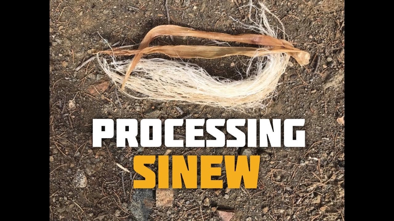 How to Process Backstrap Sinew