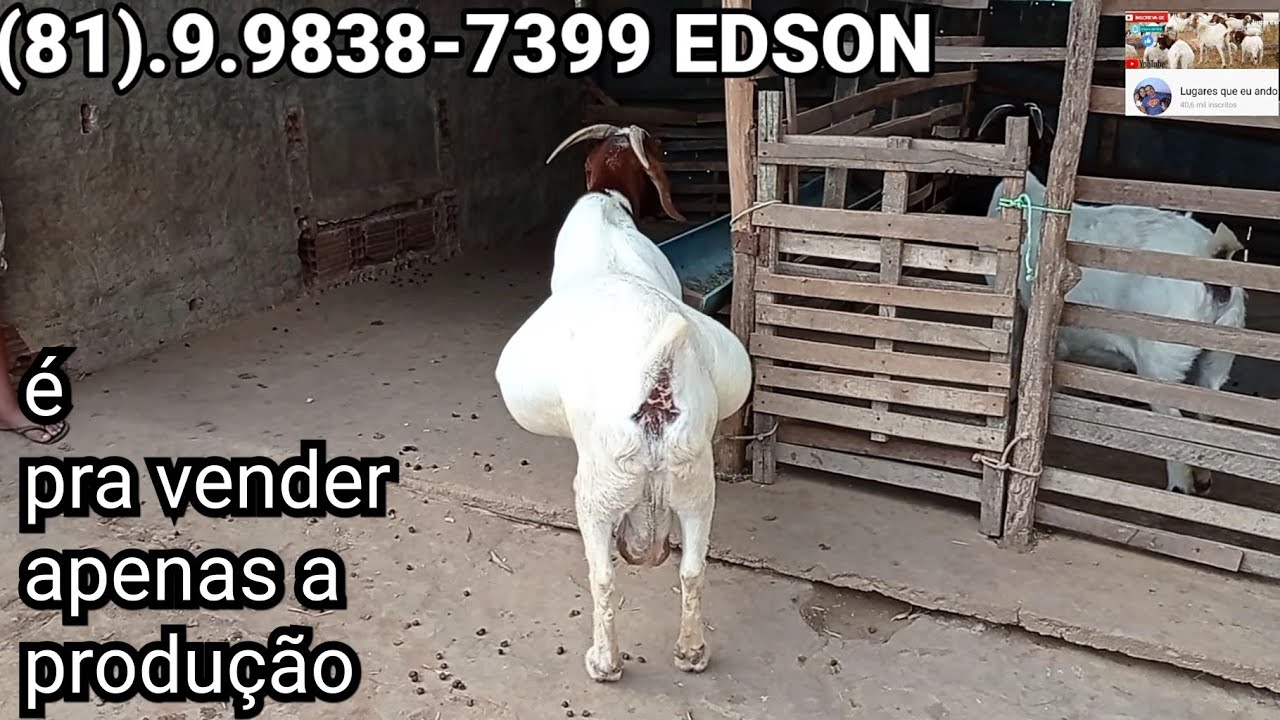 produ&ccedil;&atilde;o de caprinos da ra&ccedil;a boer puro a venda em Surubim PE rancho  PH @Lugaresqueeuando