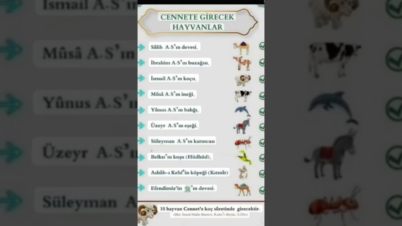 Cennete girecek Hayvanlar. Rabbim &ccedil;ok b&uuml;y&uuml;ks&uuml;n ş&uuml;k&uuml;rler ve sonsuz hamdolsun elhamd&uuml;lillah.