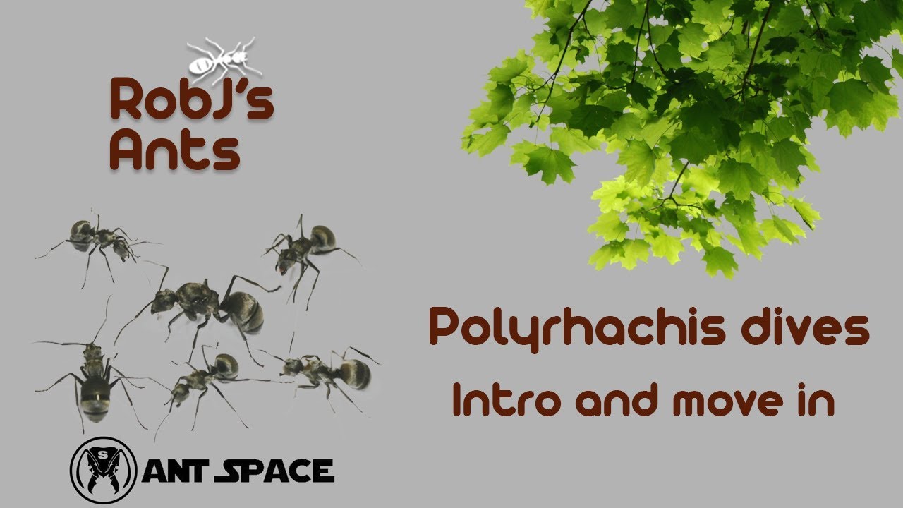 Polyrhachis dives (weaver ants) | New Colony Introduction And Move In
