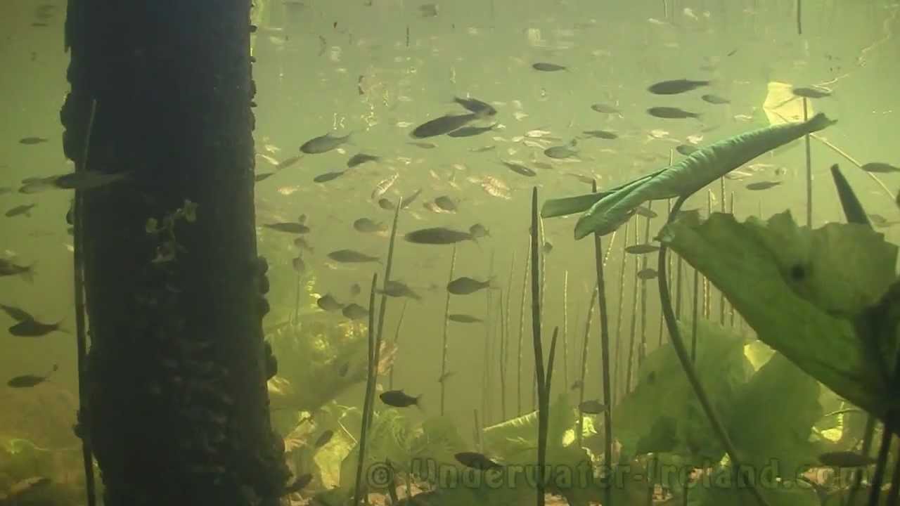 Lough Derravaragh & Lough Sheelin underwater, Ireland.