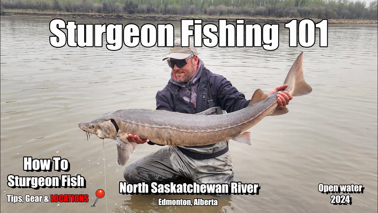 Sturgeon Fishing 101 - How to sturgeon fish the North Saskatchewan River