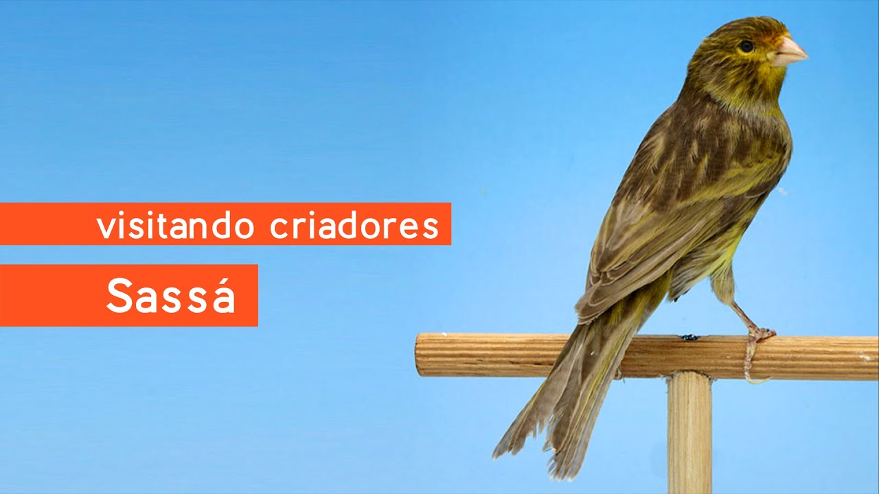 Visitando Criadores - Sassá - Canários de Cor