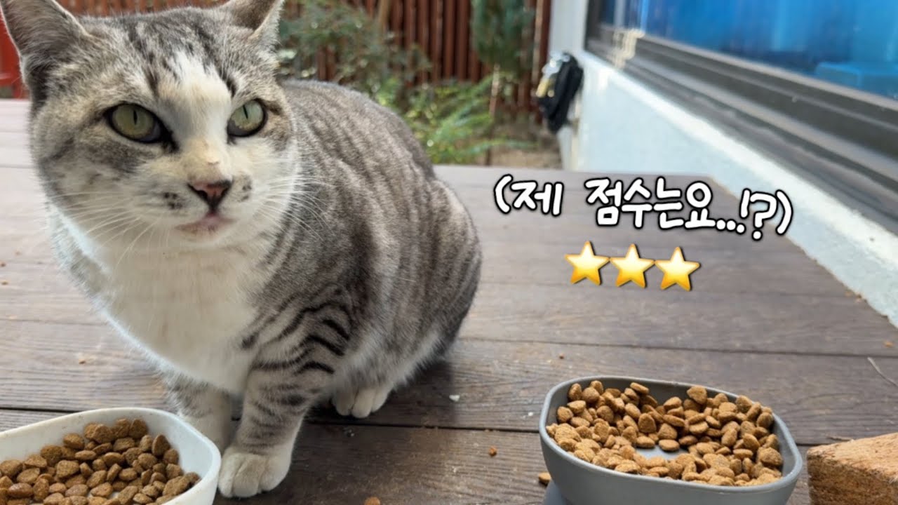 오늘의 요리 : 늘 먹던 걸로요 (⭐️⭐️⭐️)