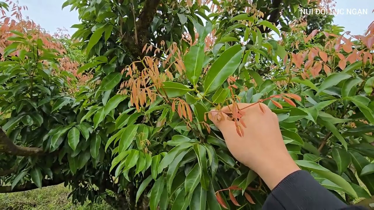 LỘC VẢI THIỀU LỤC NGẠN THẾ NÀY CÓ ĐƯỢC ĂN I NÚI ĐỒI LỤC NGẠN