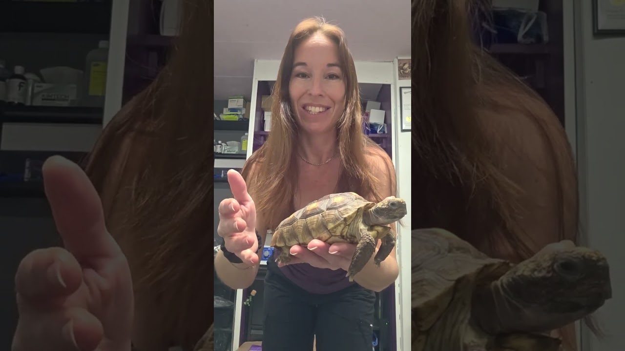 Gopher tortoise with MBD