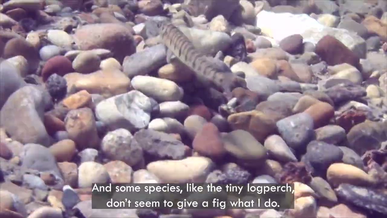 Logperch Rocking, Rolling and Rebounding - I Speak for the Fish - Great Lakes Now - Web Series