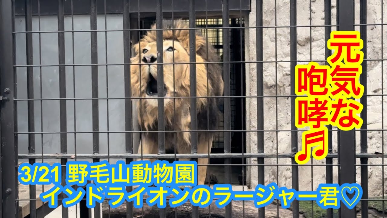 3/21 野毛山動物園 インドライオンのラージャー君♡