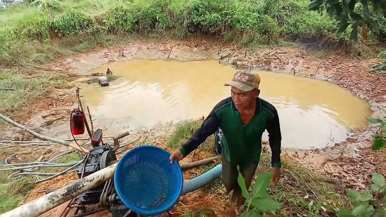 #seru nya panen ikan GABUS di lubang galian tambang berlian#