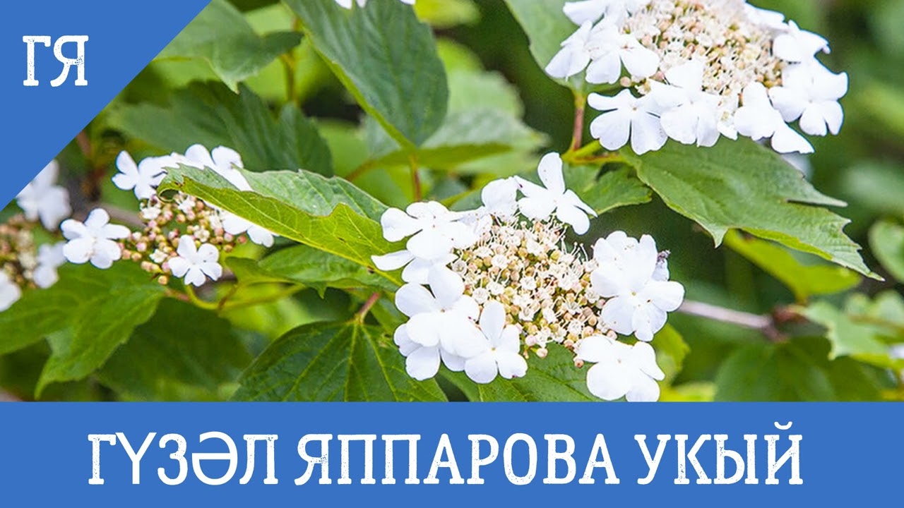 ЕЛАТТЫ 