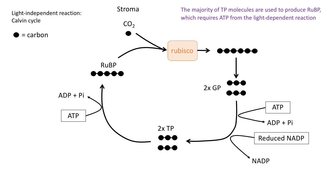 Photosynthesis: A level biology (AQA)