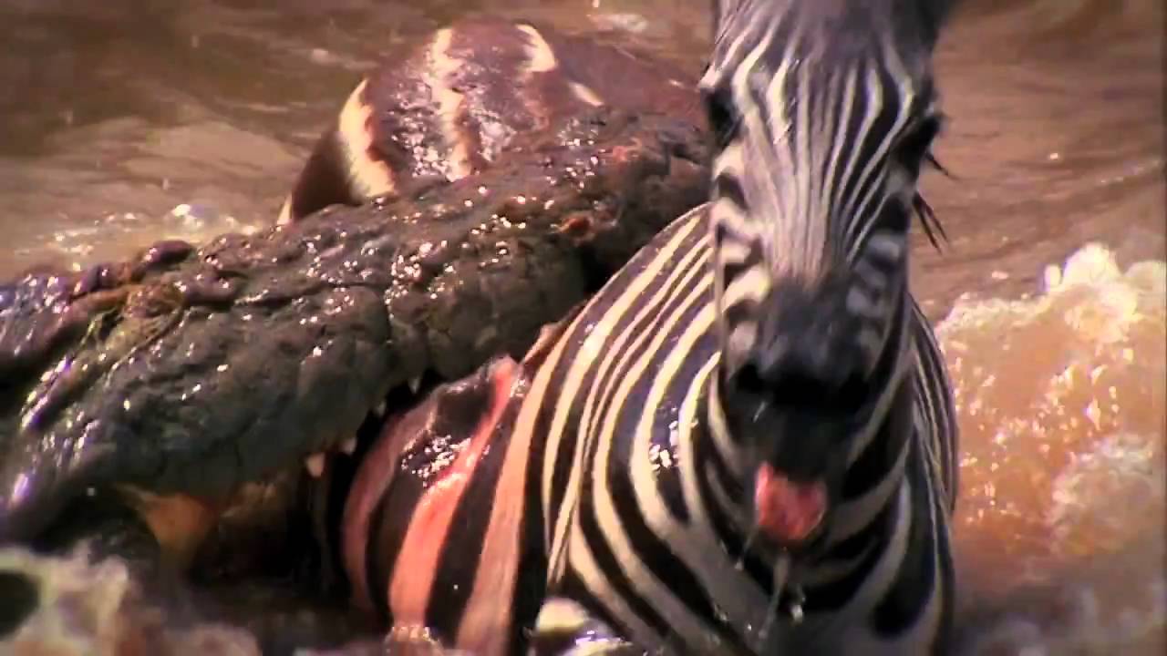Deadly Instinct: Crocodiles