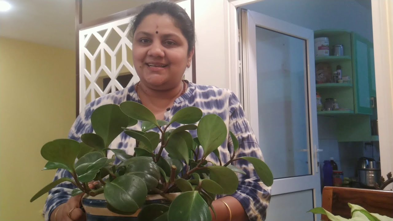 Peporomia Obtisfolia | Baby Rubber Plant Care and Propagation | Tamil Audio