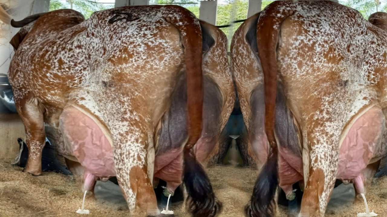 Highest Milking Biggest Udder Cholistani Cow | Beautiful Desi Cow 