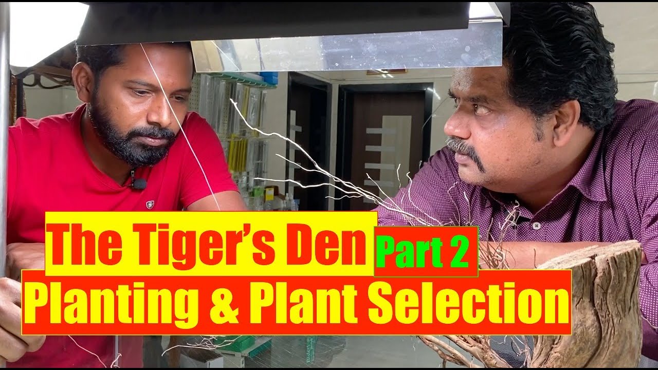 The Tiger's Den, Plant Selection | Nature Aquarium | Mayur Dev's Tips,  Aquascaping  Part 2 HD1080p