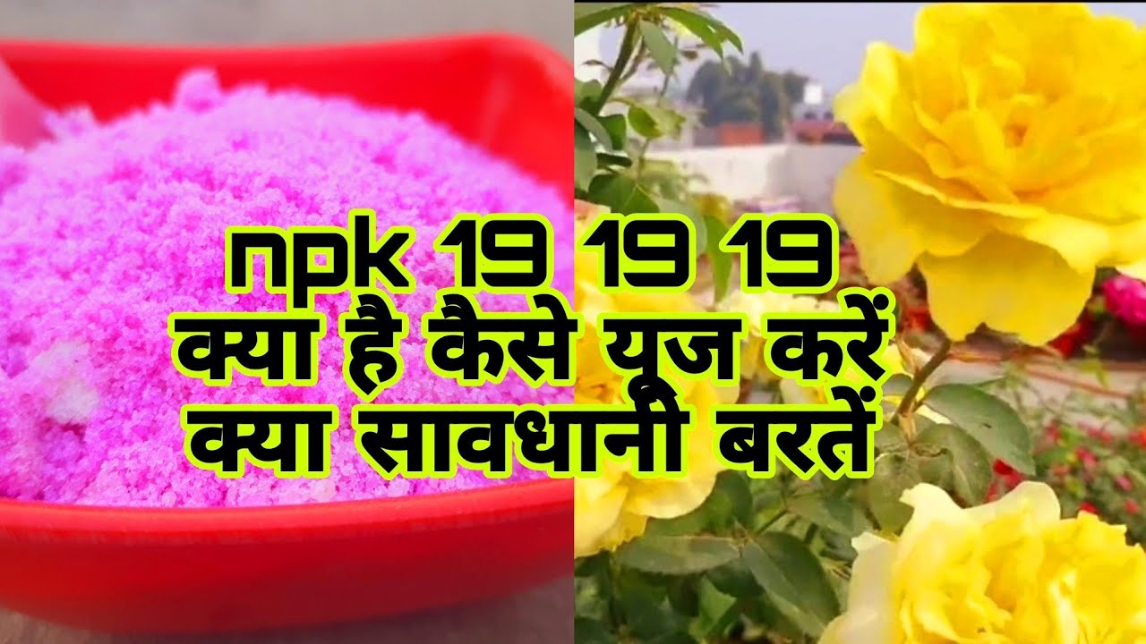 NPK 19 19 19 कैसे use करें | NPK 19 19 19 water Soluble Fertilizer | NPK 19 19 19 How to Use inPlant