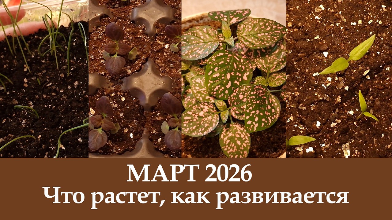 Март 2026. Что растет и как развивается.