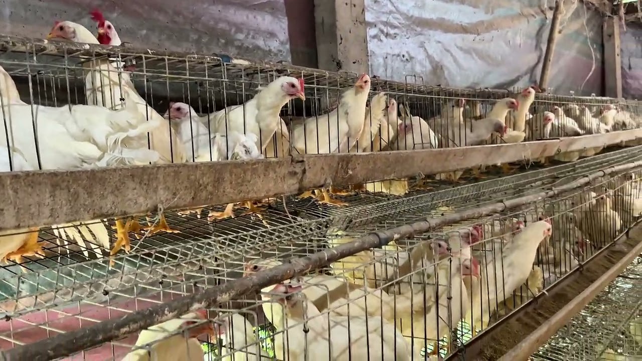 New Layer Chicken dumating na! / 240 heads Dekalb White