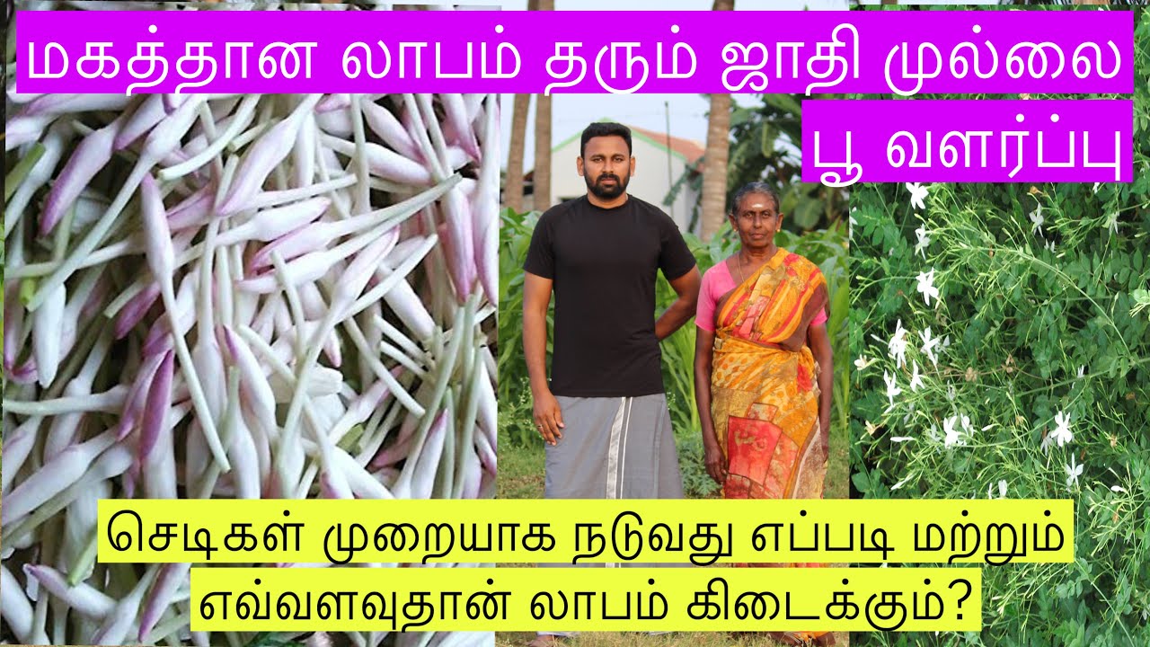 Jathimalli flower cultivation/மகத்தான லாபம் தரும் ஜாதி மல்லி பூ வளர்ப்பு/செடி நடுவது எப்படி
