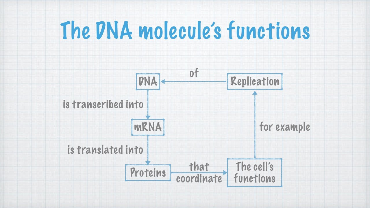 DNA &ndash; Structure and function