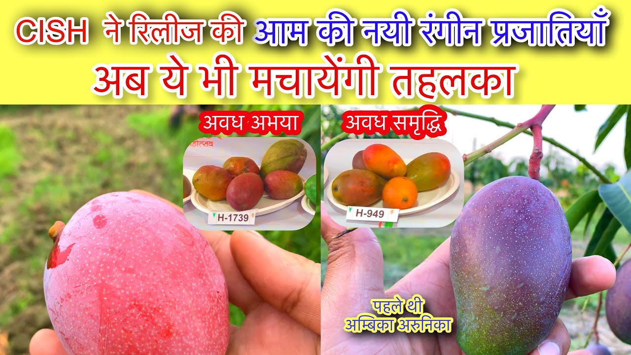 आम की रंगीन हाइब्रिड कैसे बनाते हैं ? Awadh Abhaya and Awadh Samriddhi Coloured Mango from CISH