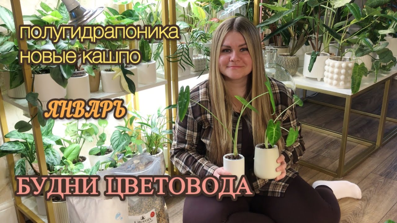 БУДНИ ЦВЕТОВОДА | Полугидрапоника #комнатныерастения #полугидрапоника #пересадка