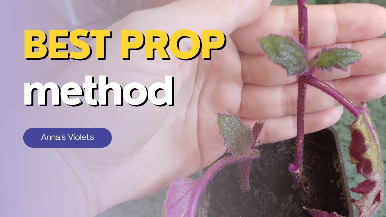 Purple Passion Plant Propagation FROM CUTTINGS | Water vs Soil vs Perlite
