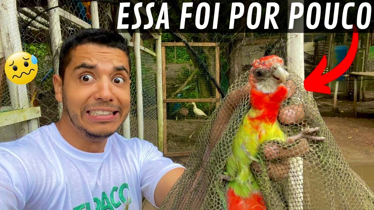 Novos ovos | a Fuga da Rosela | Aves Recriar