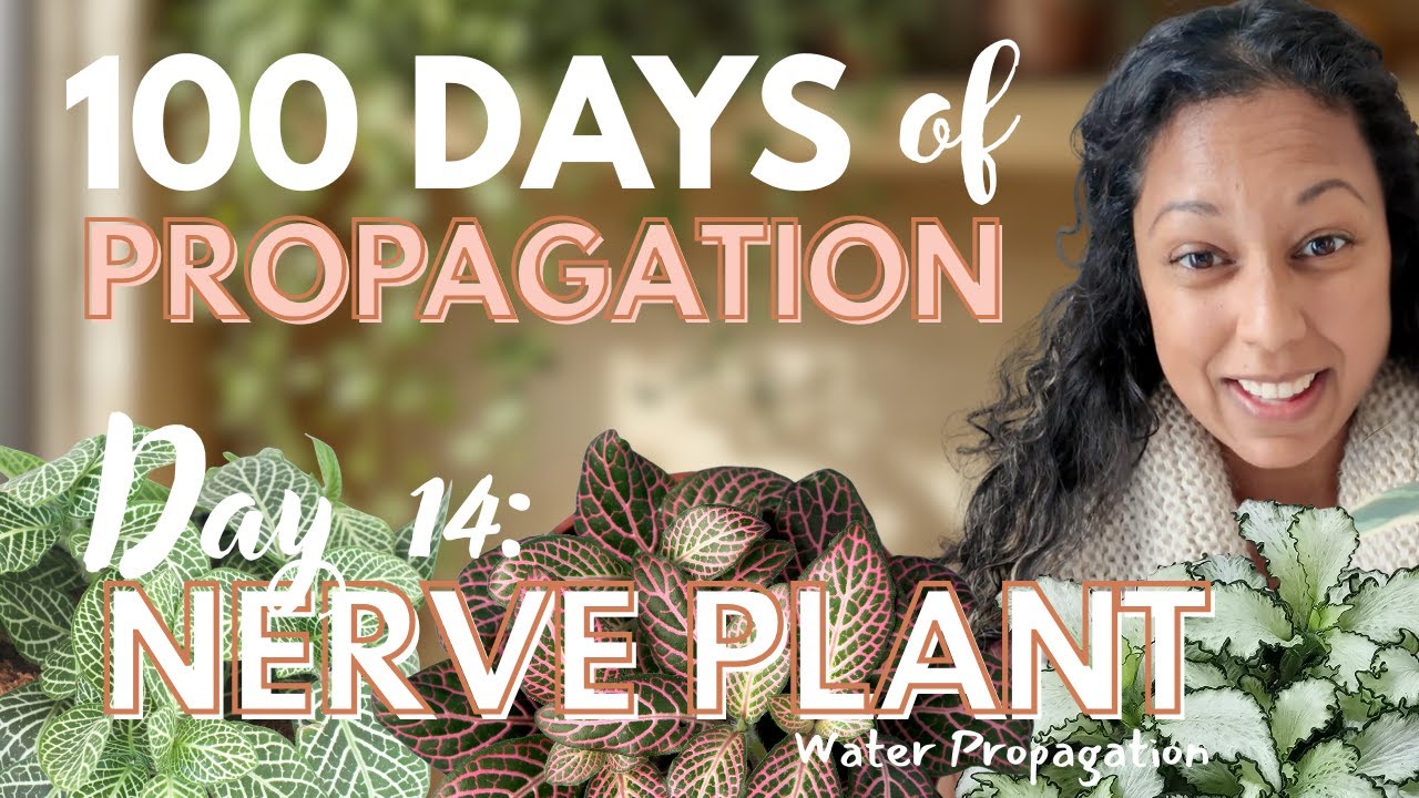 How to Propagate Nerve Plants Without Rotting or Wilting | Day 14:  Fittonia   (Nerve Plant)
