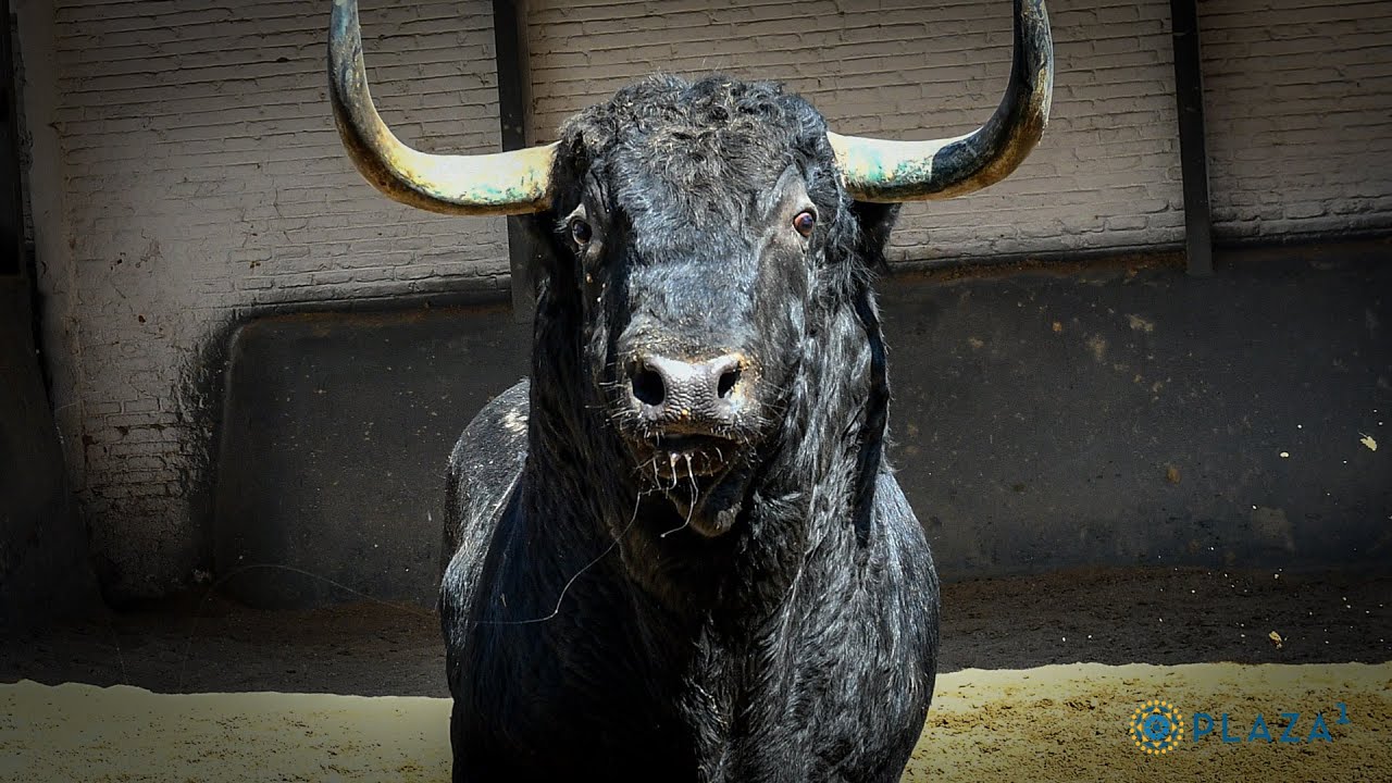 SORTEO |. Corrida de rejones, Fermín Bohórquez