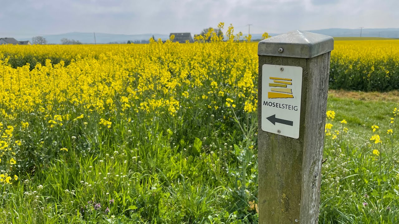 Wandelen langs de Moezel - Moselsteig etappe 19b - Klotten-Treis Karden