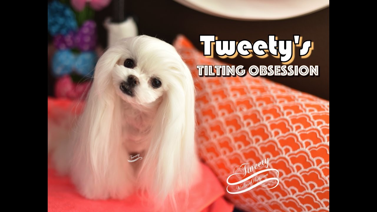 TWEETY OBSESSION: Cute Maltese Tweety's Twisting and Tilting Obsession 말티즈 트위티Tweety my Therapy Dog!