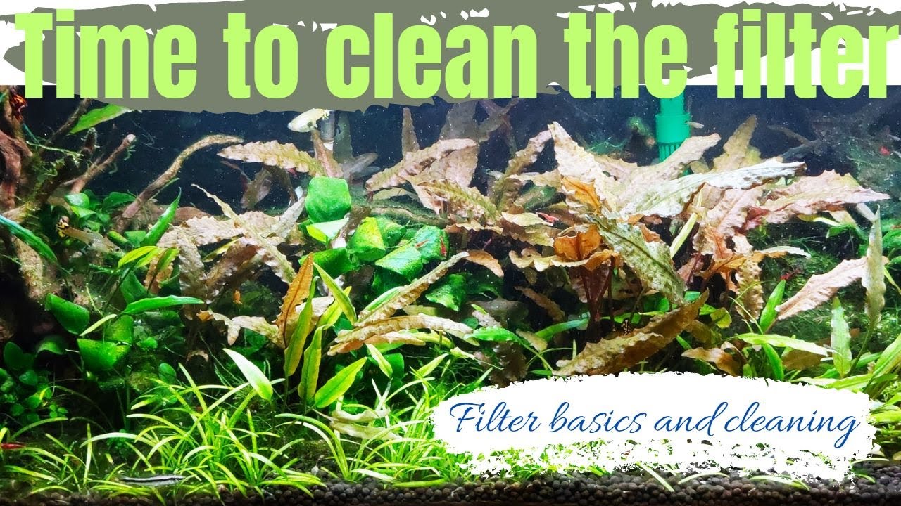 Aquarium FILTER MAINTENANCE - EHEIM CLASSIC Canister Filter