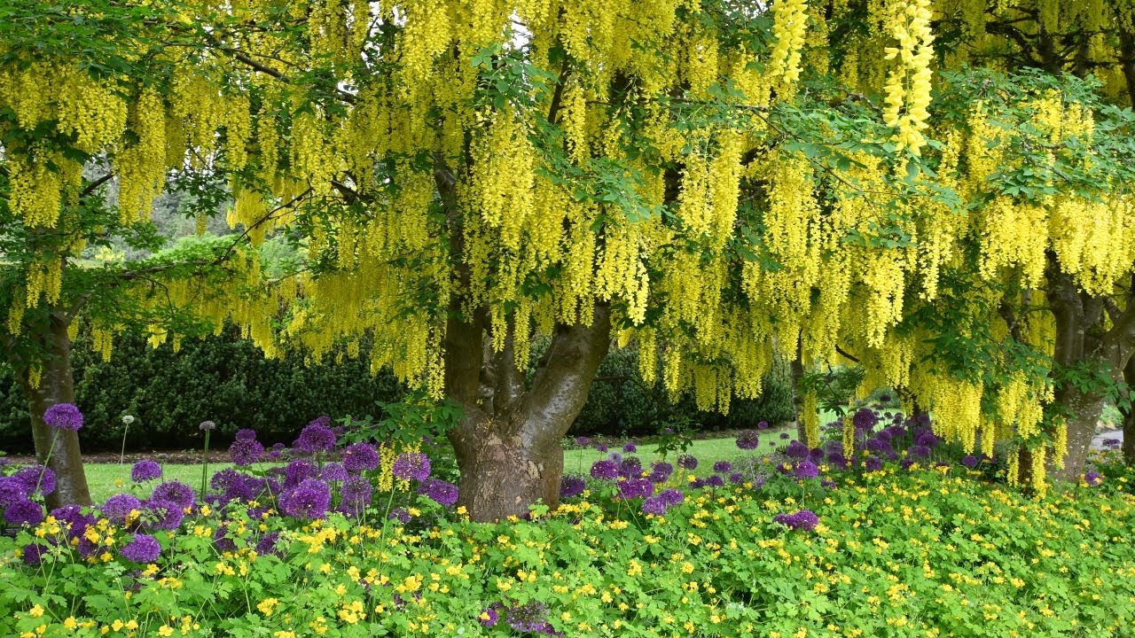 Bloom of Golden Chain Tree - A Sight to Behold