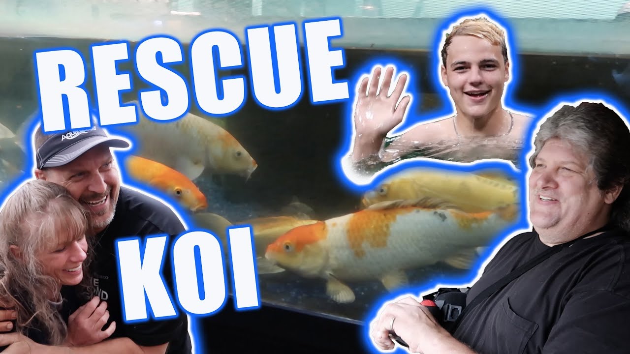 Koi POND Build and REVEAL: Ohio Fish Rescue