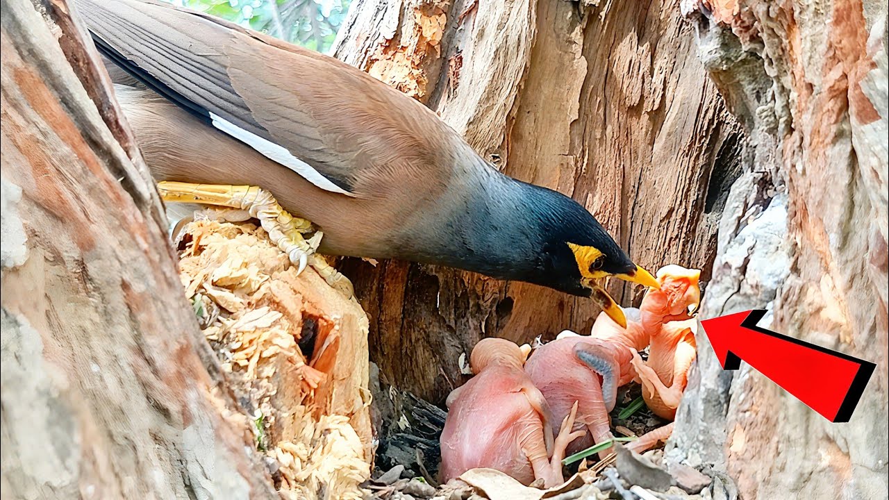 Myna mom calling the babies and seeing that all the babies are alive @beautyofnature4988 