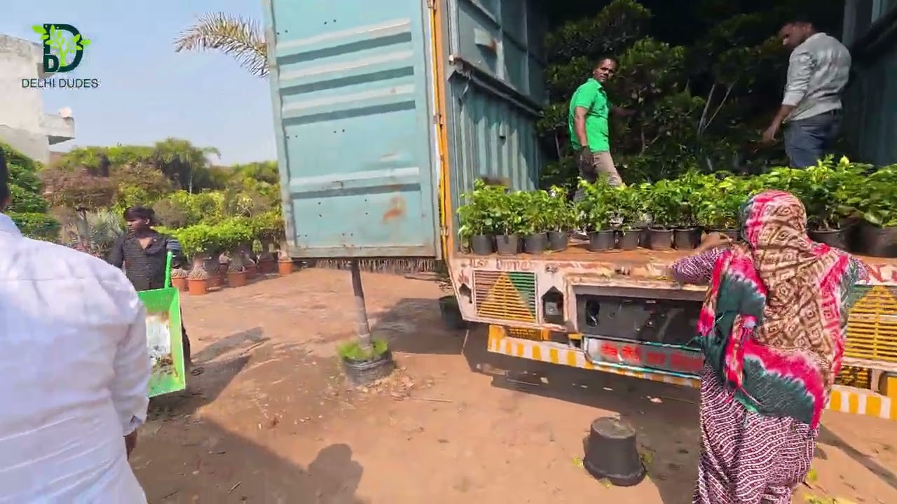 Yaseen Nursery रोहतक नर्सरी में पुणे और आंध्र का फ्रेश प्लांट स्टॉक पहुँचा