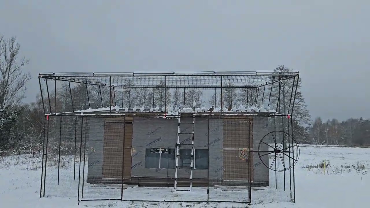 Gołębie Huberta 261😃 w górze mgła a Jastrząb atakował. zostało tylko 80 sztuk 😪
