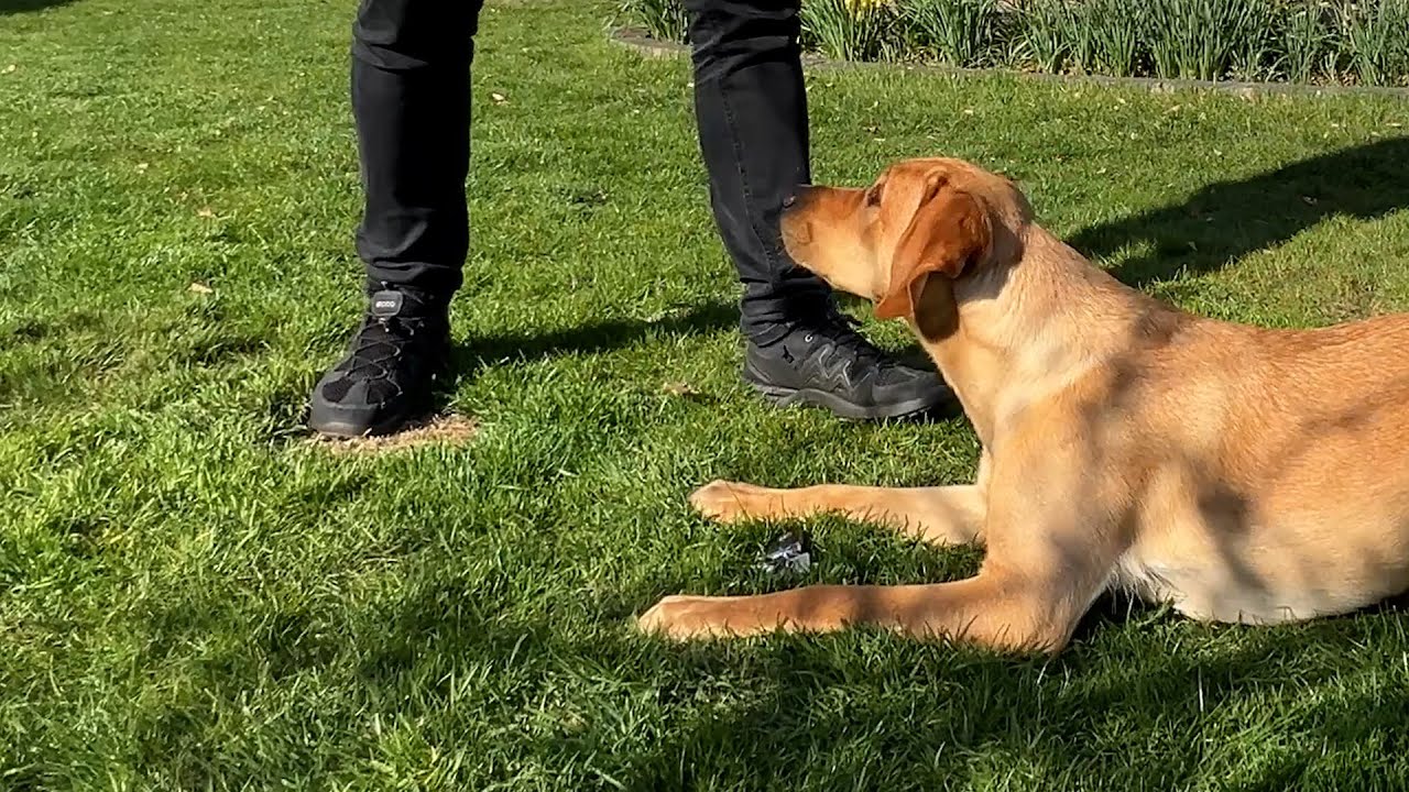 Mille (Labrador) lærer at finde genstande