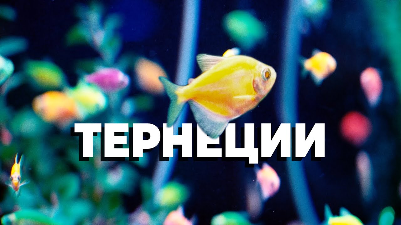 НАЙ-ПОПУЛЯРНАТА РИБКА - Цветна Тернеция