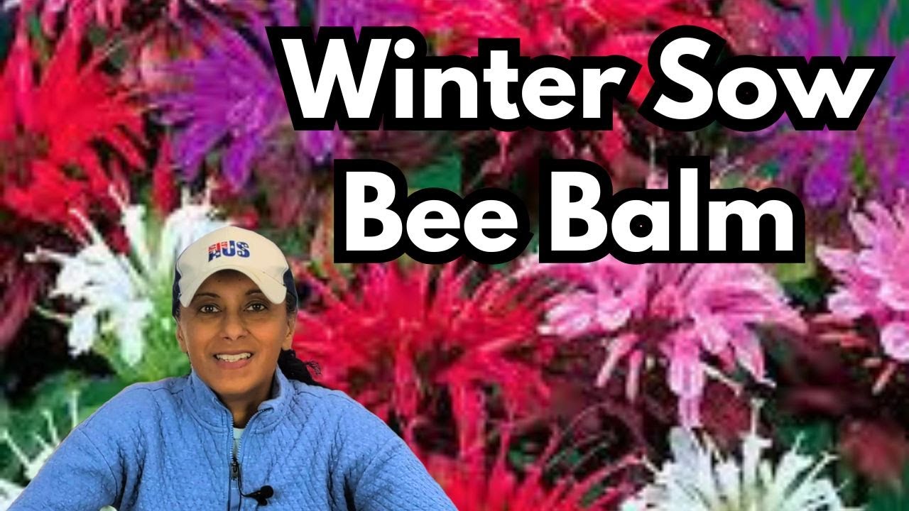 How To Winter Sow Bee Balm Monarda Seeds