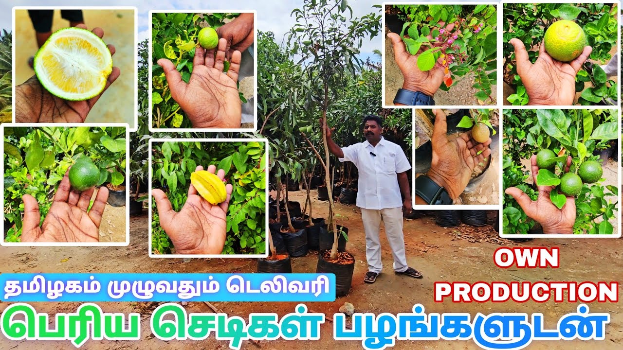 எல்லாவித பெரிய செடிகளும் நமது வெங்கடேஸ்வரா  நர்சரியில் பழங்களுடன் மலிவான விலையில் கிடைக்கும்.