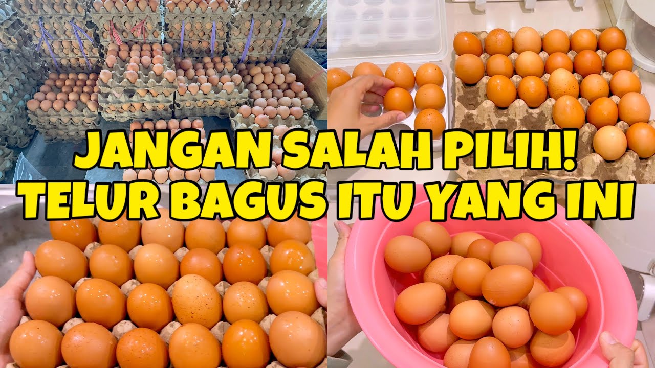 Rahasia Ibu Cerdas! Begini Cara Ibu Cerdas Memilih Telur yang Bagus