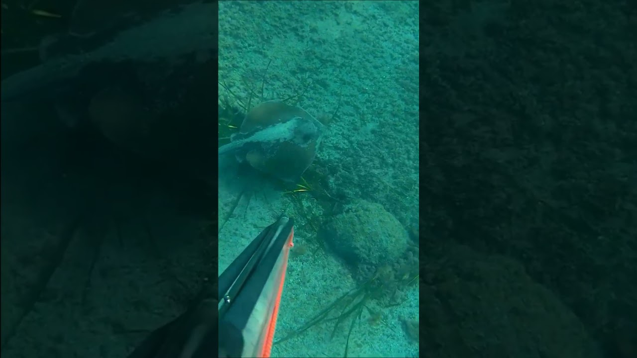 PESCA SUBMARINA VISTA DE MANTA RAYA, LO QUE NO TE VAS A COMER NO SE PESCA