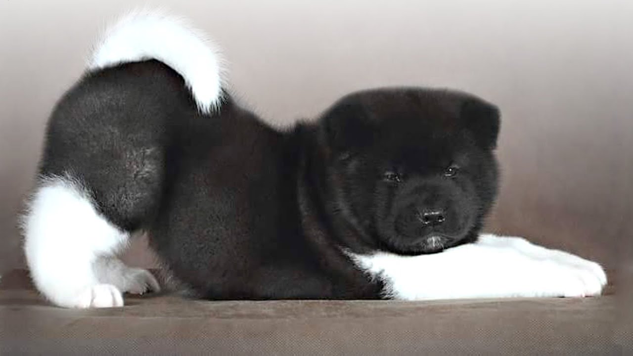 10 Big Fluffy Dog Breeds You&rsquo;ll Want to Hug